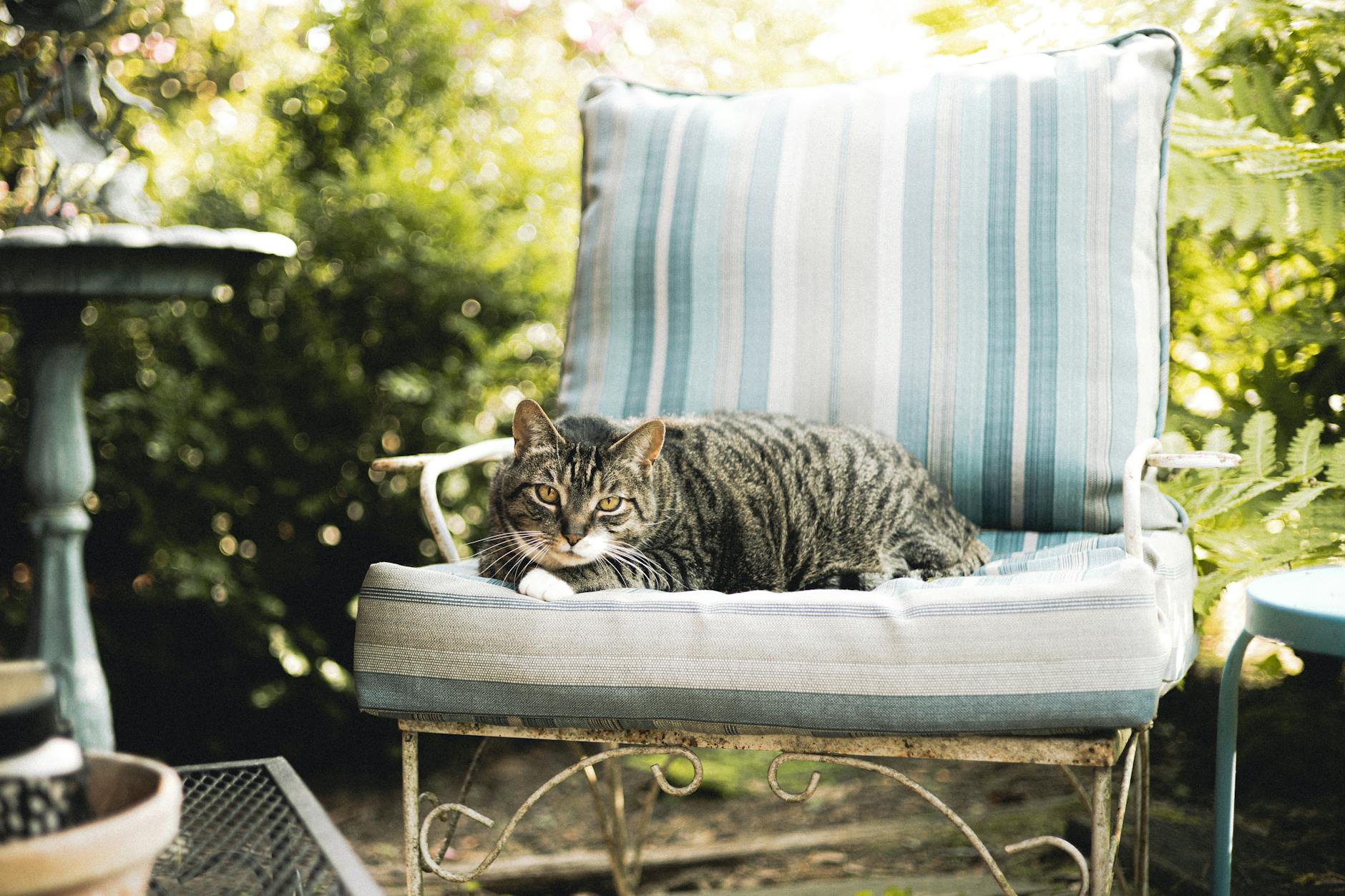 Burokaty kot odpoczywa na pasiastym fotelu w słońcu