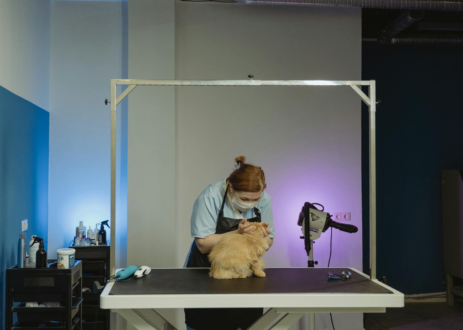 Groomer pielęgnuje puszystego pręgowanego kota w domowym salonie