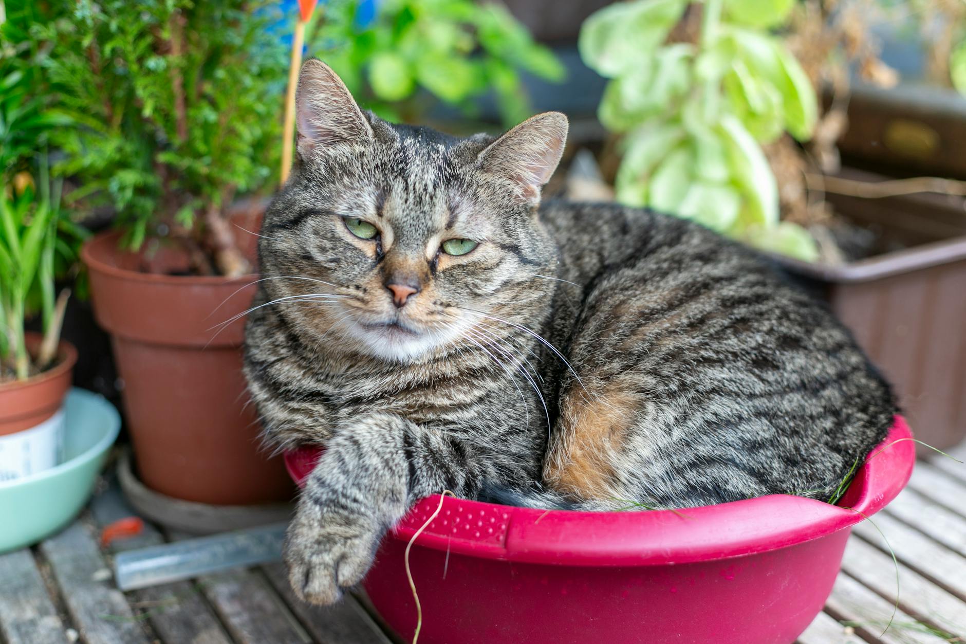Pręgowany kot odpoczywa w czerwonej donicy wśród zielonych roślin