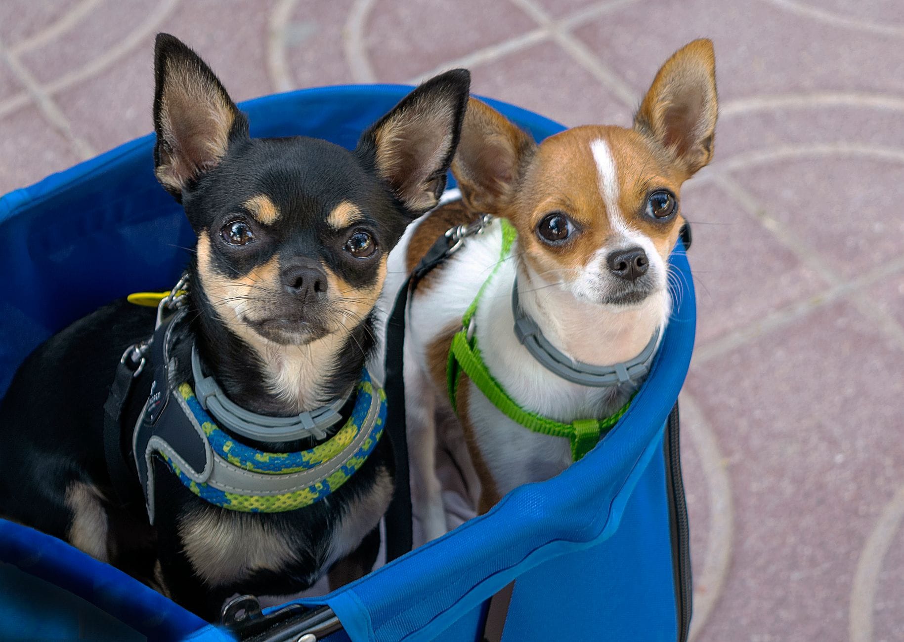 Dwa małe chihuahua siedzące w niebieskim transporterze na dworze