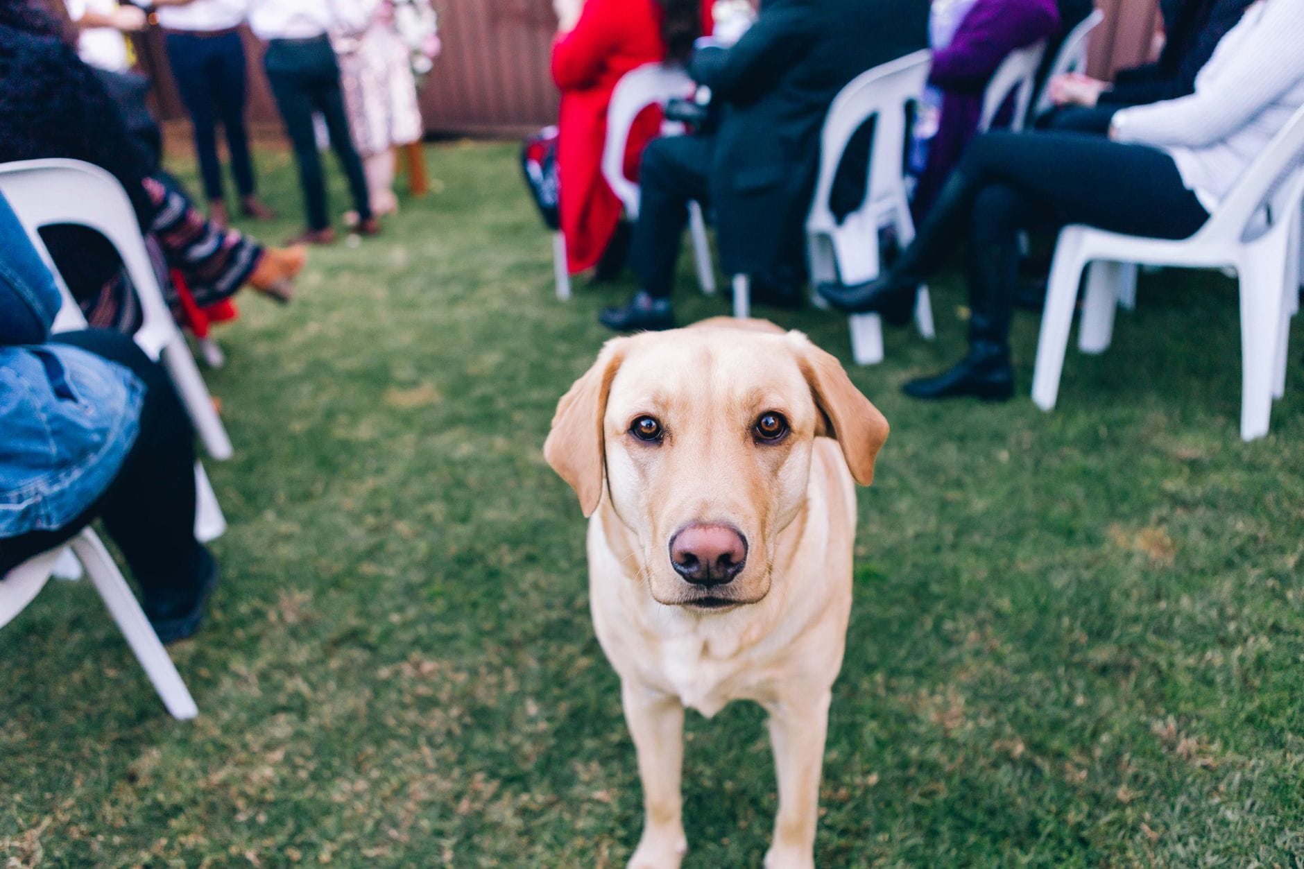 Labrador wśród ludzi siedzących na trawie podczas spotkania na dworze