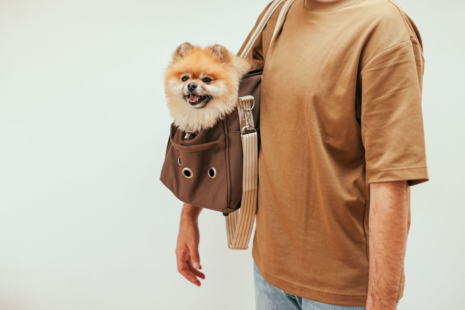 Jak wybrać transporter lotniczy dla psa lub kota zgodny z wymogami linii i bezpieczeństwa Mały pomeranian siedzi w eleganckim transporterze na ramieniu opiekuna