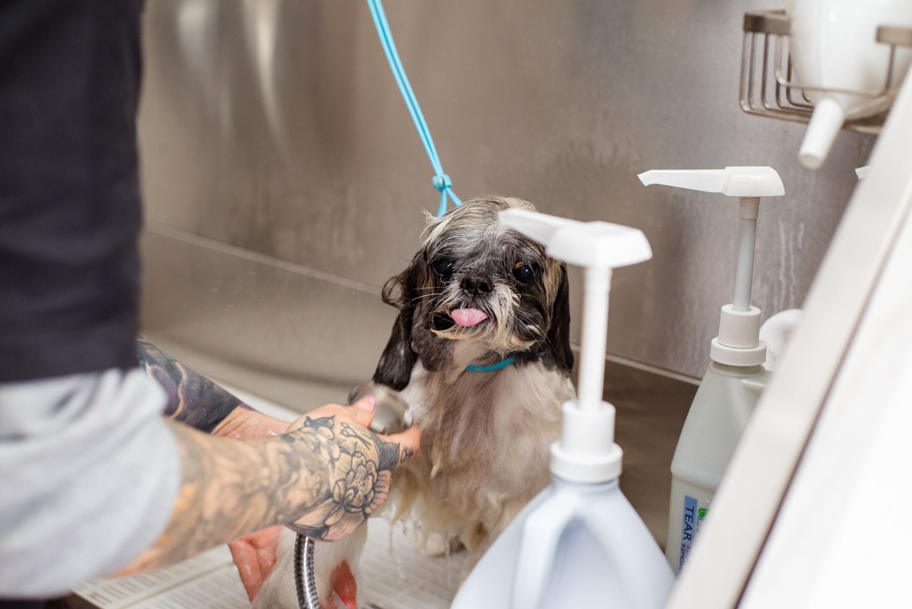 Shih tzu kąpany w salonie groomerskim przez wytatuowanego groomera